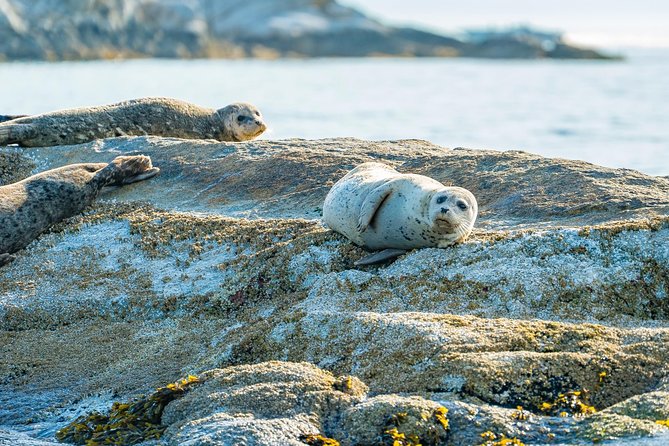 Bowen Island Dinner and Zodiac Boat Tour by Vancouver Water Adventures - Logistics and Requirements