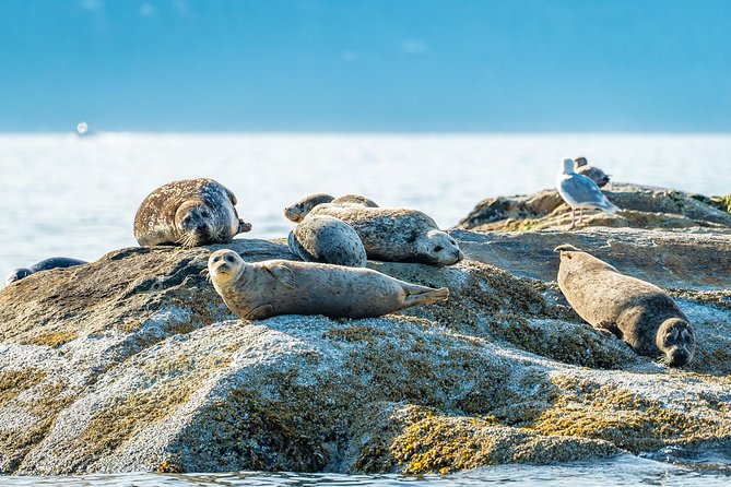 Bowen Island Dinner and Zodiac Boat Tour by Vancouver Water Adventures - Zodiac Boat Ride and Speeds