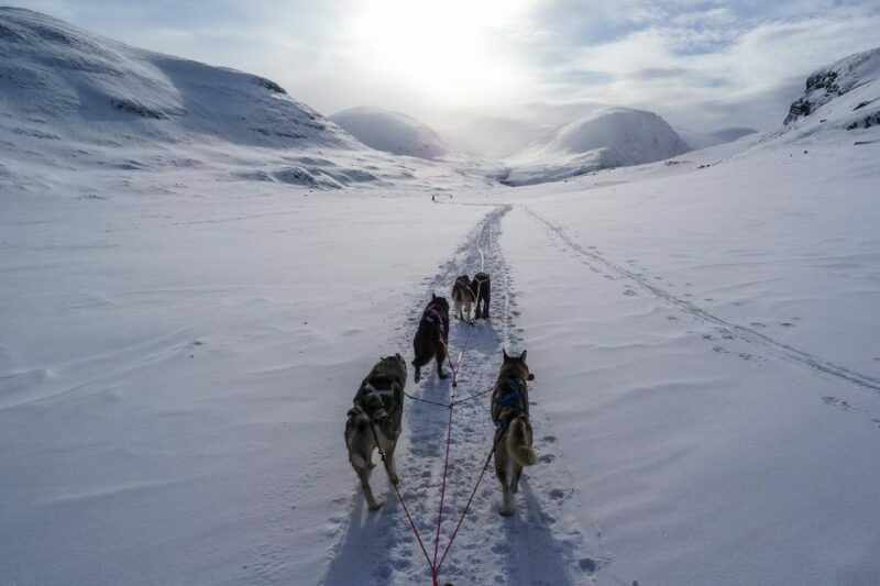Bozeman: 6 Day Yellowstone Winter Wonderland Tour - Exploring Yellowstone in Winter: An Authentic and Active Experience