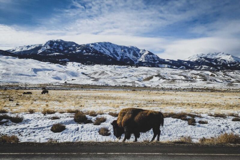 Bozeman: 6 Day Yellowstone Winter Wonderland Tour - Key Points