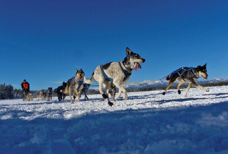 Bozeman: 6 Day Yellowstone Winter Wonderland Tour - Itinerary Highlights