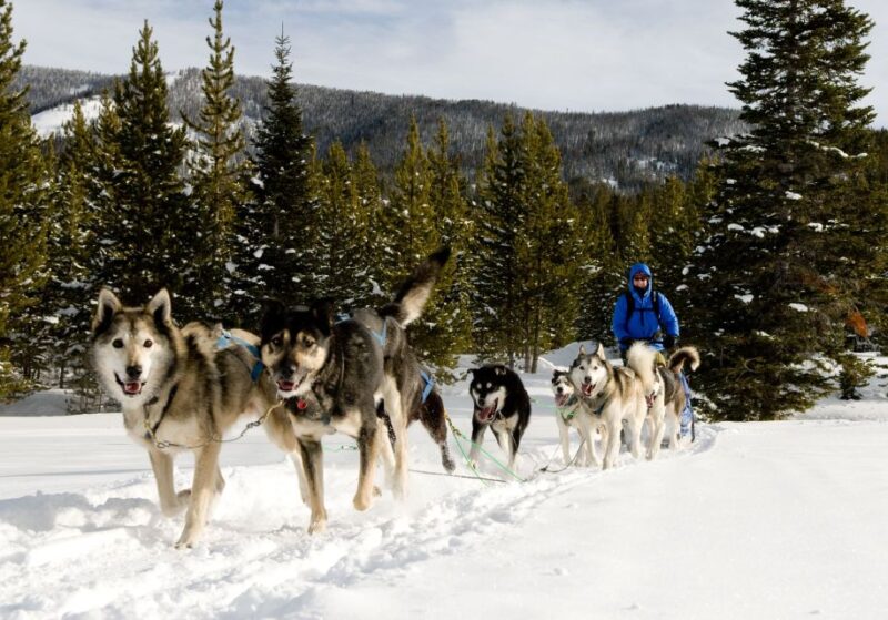 Bozeman: 6 Day Yellowstone Winter Wonderland Tour - Wildlife and Activities