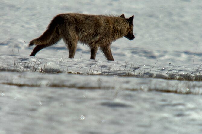 Bozeman Winter Wildlife Safari, Lamar Valley, Burrito and Lunch - Key Points