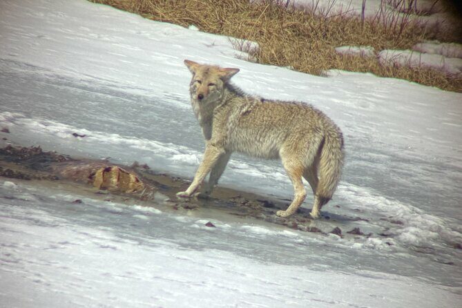 Bozeman Winter Wildlife Safari, Lamar Valley, Burrito and Lunch - An Authentic Yellowstone Winter Experience