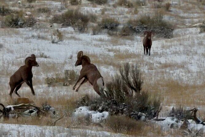 Bozeman Winter Wildlife Safari, Lamar Valley, Burrito and Lunch - The Sum Up: Who Is This Tour Best For?
