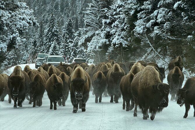Bozeman Winter Wildlife Safari, Lamar Valley, Burrito and Lunch - FAQ