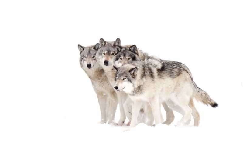 Bozeman: Yellowstone Wolves and Winter 4Day/3Night Adventure - Experience Highlights