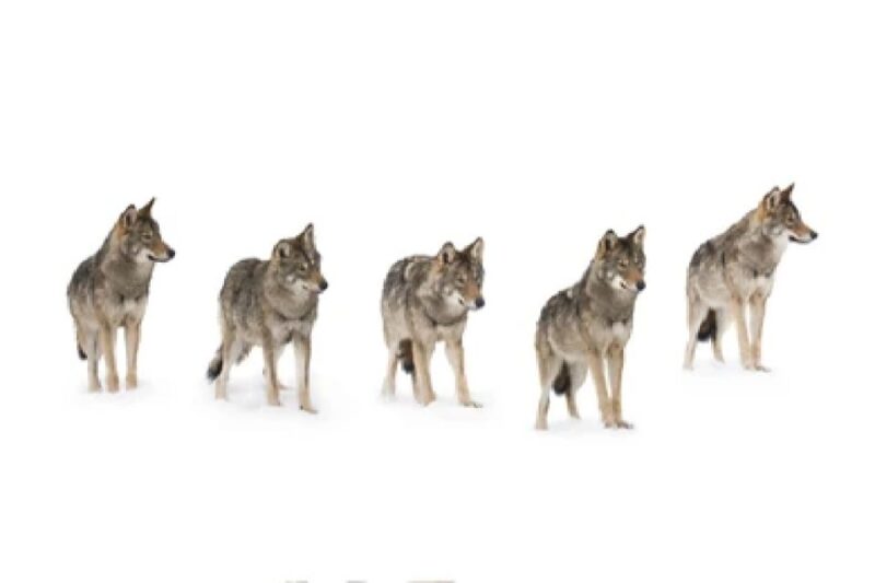 Bozeman: Yellowstone Wolves and Winter 4Day/3Night Adventure - Daily Itinerary