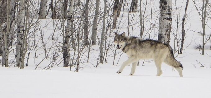 Bozeman: Yellowstone Wolves and Winter 4Day/3Night Adventure - Getting to Bozeman
