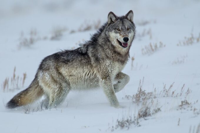 Bozeman: Yellowstone Wolves and Winter 4Day/3Night Adventure - What to Bring