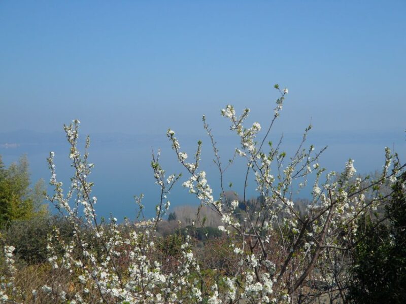 Bracciano: Odescalchi-Orsini Ancient Castle Tour With Lunch - Booking and Cancellation Policy