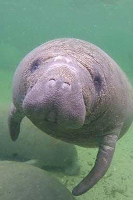 Bradenton: Anna Maria Island Guided Kayaking Manatee Tour - Participant Considerations