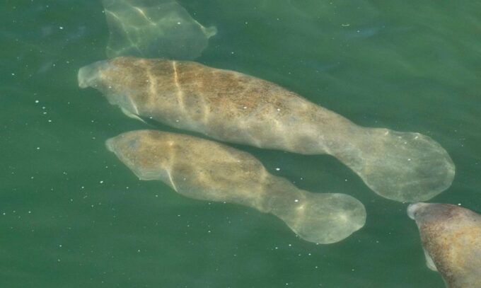 Bradenton: Anna Maria Island Guided Kayaking Manatee Tour - Frequently Asked Questions