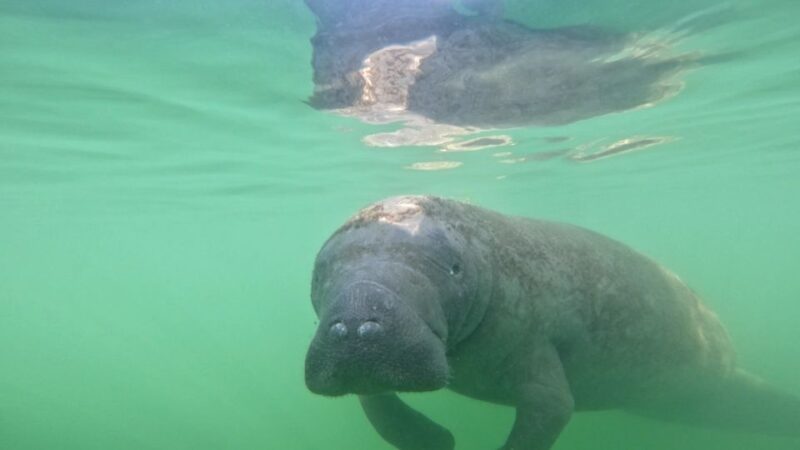 Bradenton: Guided Pedal Kayak Tour - Key Points