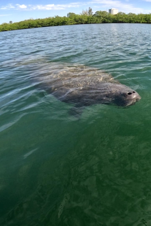 Bradenton: Guided Pedal Kayak Tour - Experience and Itinerary