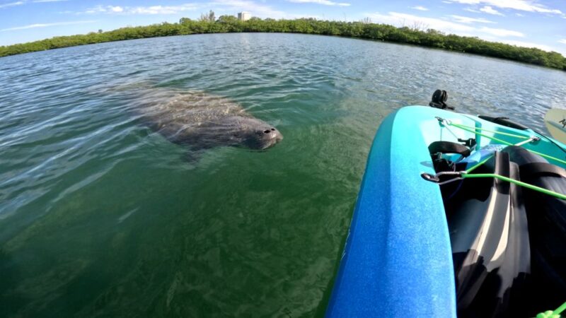 Bradenton: Guided Pedal Kayak Tour - Convenient Booking Options