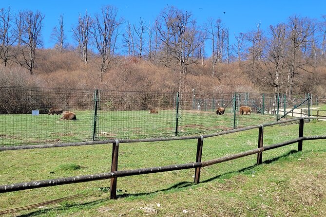 Bran Castle & Bear Sanctuary From Brasov - Optional Peles Castle - Booking and Availability