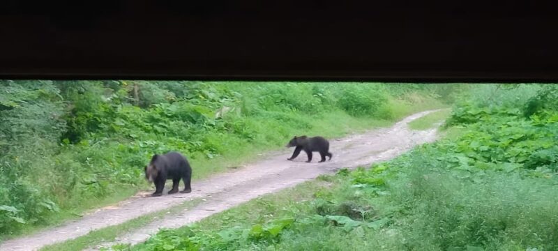 Brașov: 4-Hour Bear Watching Tour in Carpathian Mountains - Important Restrictions