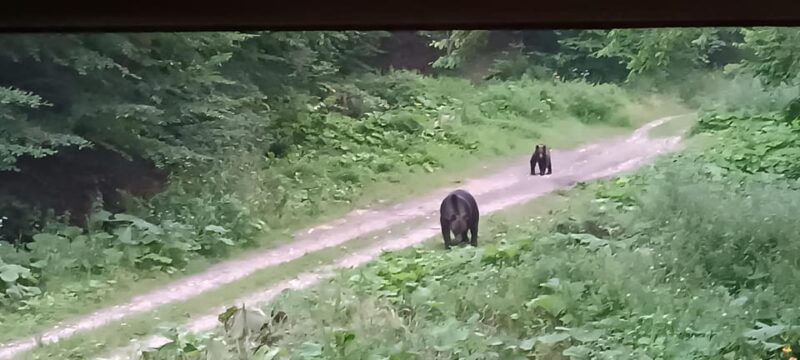 Brașov: 4-Hour Bear Watching Tour in Carpathian Mountains - Customer Feedback