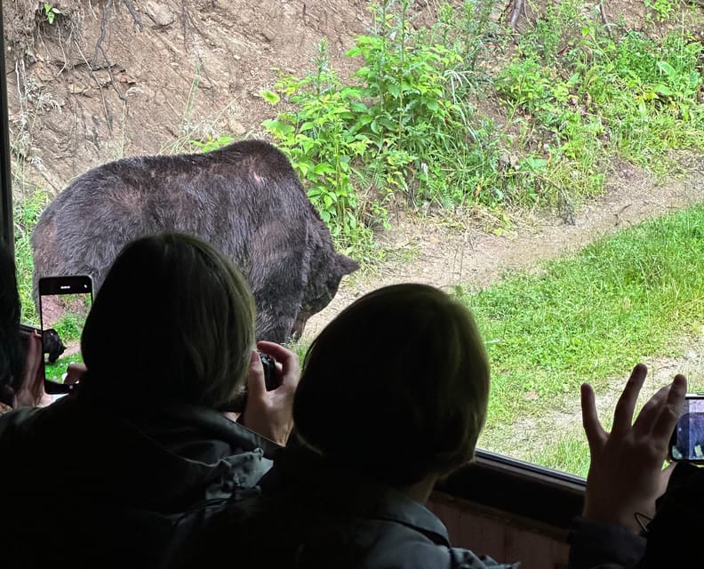 Brasov: Bear Watching in the Wild (From a Hideout) - Pricing and Booking