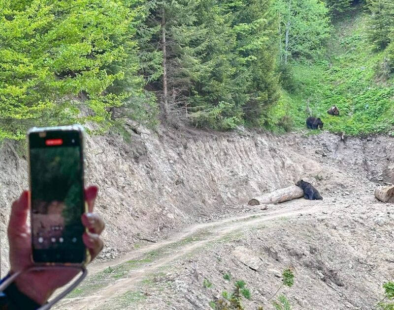 Brasov: Bear Watching in the Wild (From a Hideout) - Highlights and Expectations