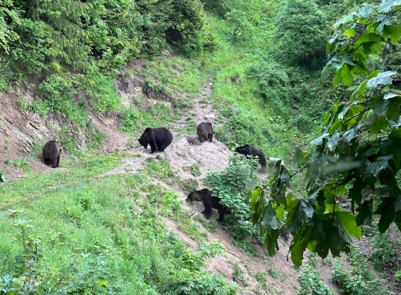 Brasov: Bear Watching in the Wild (From a Hideout) - Customer Feedback