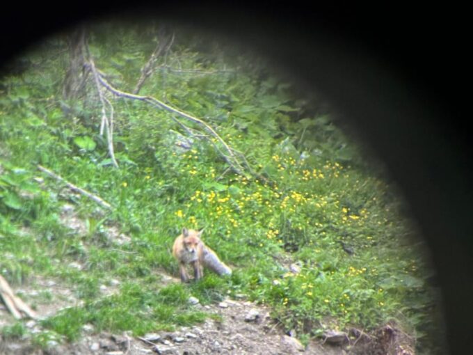 Brasov: Bear Watching in the Wild (From a Hideout) - Location and Accessibility
