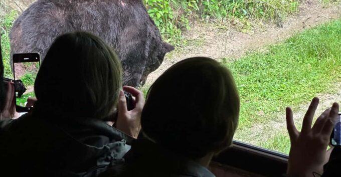 Brasov: Bear Watching in the Wild (From a Hideout) - What to Bring