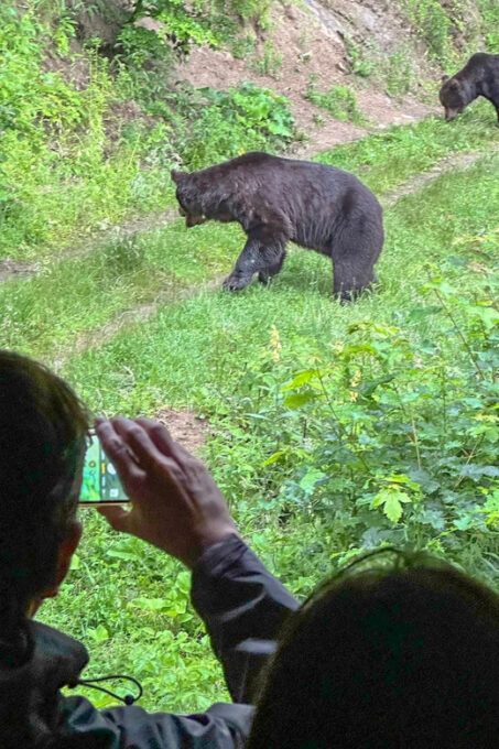 Brasov: Bear Watching in the Wild (From a Hideout) - Frequently Asked Questions