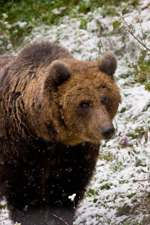 Brasov: Brown Bear & Wildlife Watching - Key Points