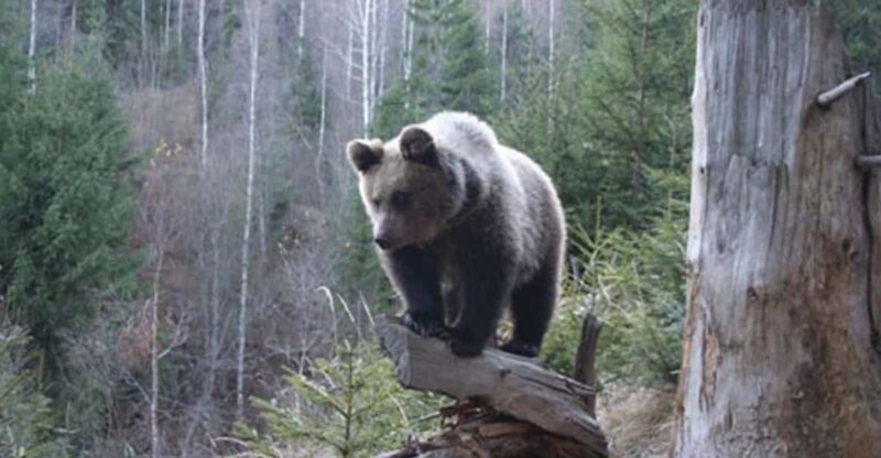 Brasov: Brown Bear & Wildlife Watching - Wildlife Watching Opportunities