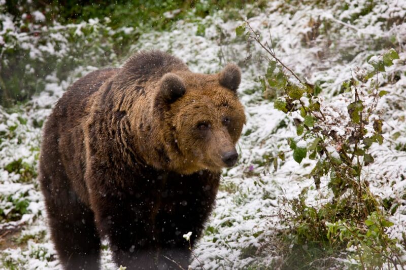 Brasov: Brown Bear & Wildlife Watching - Tour Duration and Pricing