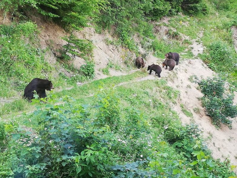 Brasov: Brown Bear & Wildlife Watching - Cancellation and Refund Policy