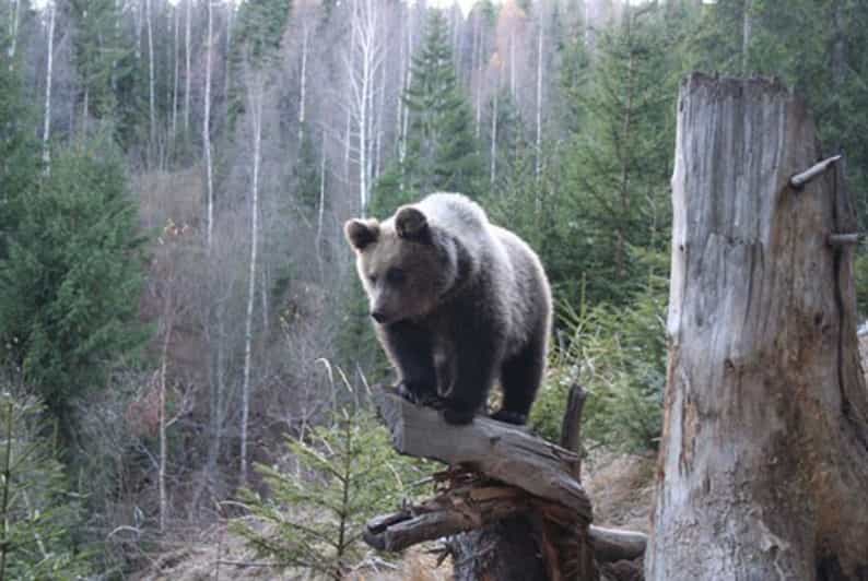Brasov: Brown Bear & Wildlife Watching - Language Support