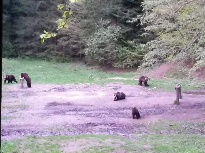 Brasov: Brown Bear & Wildlife Watching - Observation Site and Instructions