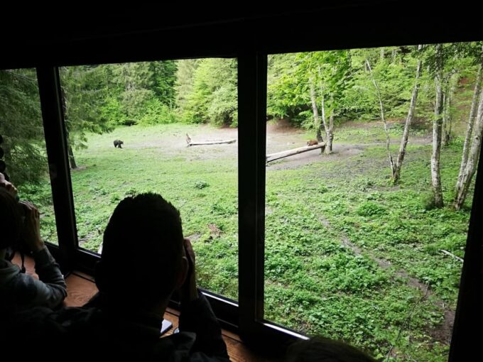 Brasov: Brown Bear & Wildlife Watching - Recommended Preparation and Restrictions