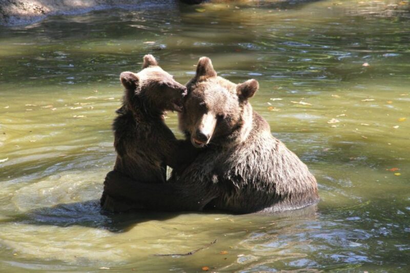 Brasov: Craiuli Mountains Hike & Bear Sanctuary Private Trip - Key Points