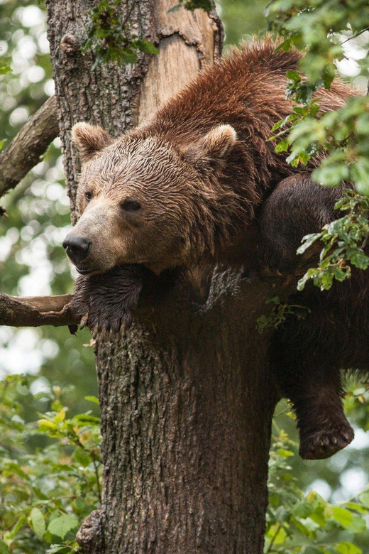 Brasov: Libearty Bear Sanctuary - Key Points