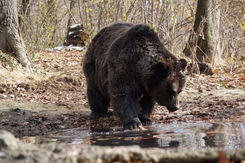 Brasov: Libearty Bear Sanctuary - Group Size and Pickup