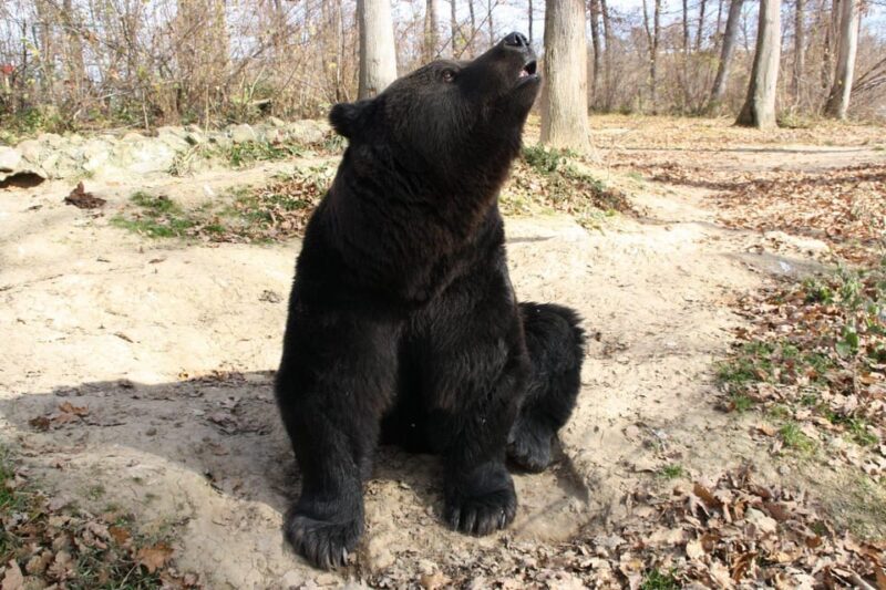 Brasov: Libearty Bear Sanctuary - Pricing and Entry Fees