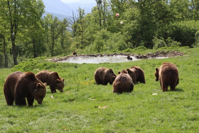 Brasov: Libearty Bear Sanctuary - Sanctuary Highlights and Experience