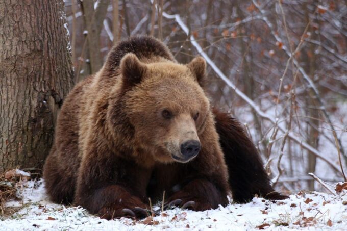 Brasov: Libearty Bear Sanctuary - Important Visitor Information