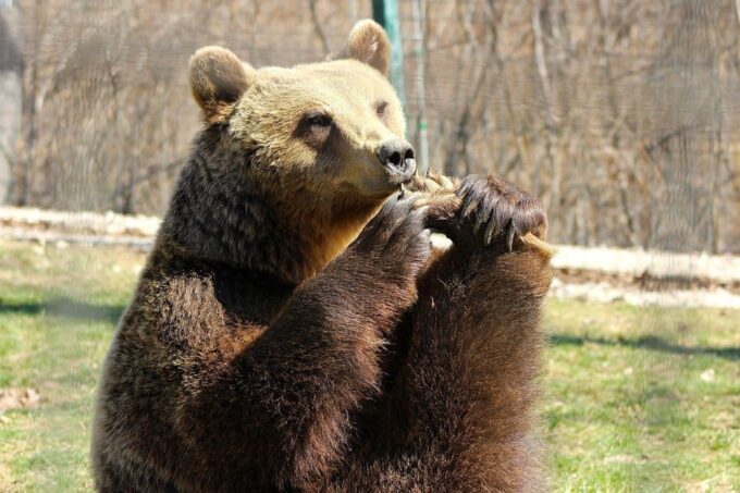 Brasov: Libearty Bear Sanctuary - Frequently Asked Questions
