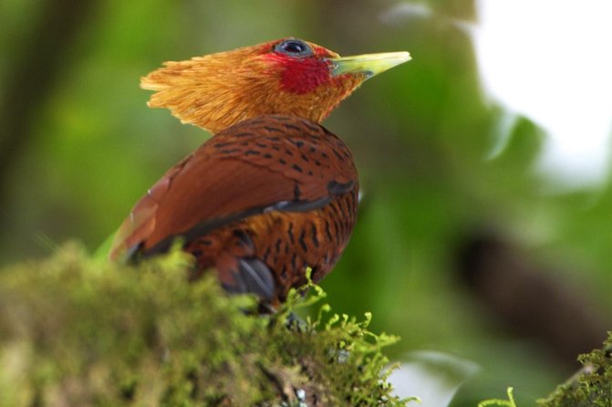 Braulio Carrillo Bird Watching Full Day Pass - Scenic Drive to Reserve