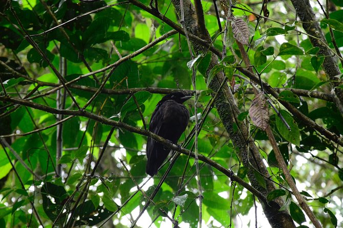 Braulio Carrillo Bird Watching Full Day Pass - Aerial Tram Canopy Exploration