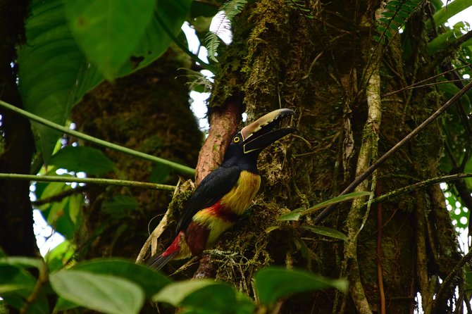 Braulio Carrillo Bird Watching Full Day Pass - Expert Naturalist Guides