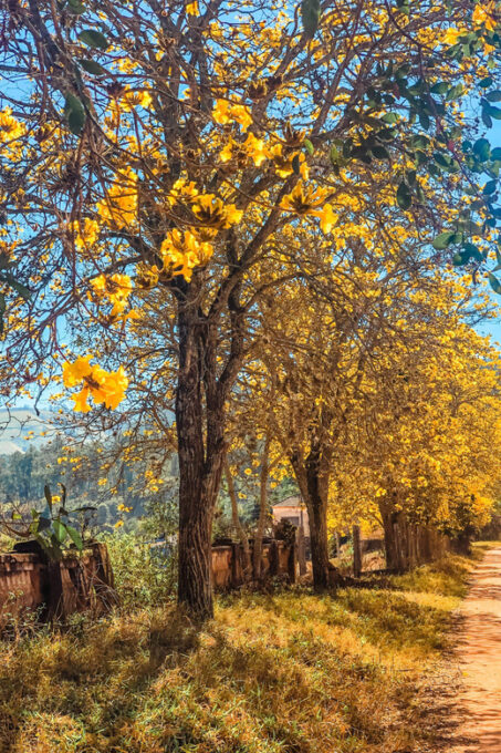 Brazil Coffee Farm Tour With Transfer (For Groups) - Booking and Payment Details