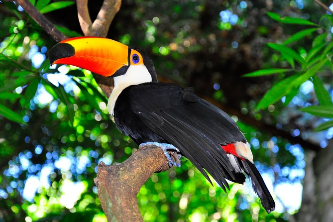 Brazilian Falls, Bird Park and Itaipu Dam From Foz Do Iguaçu - Accessibility and Participation