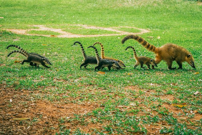 Brazilian Side of Iguazu Falls Tour From Puerto Iguazu - Tour Overview