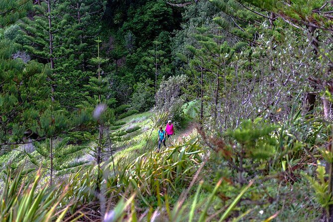 Breakfast Bushwalk in Norfolk Island - The Itinerary: What to Expect from Start to Finish